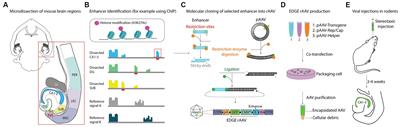 Generation of an enhancer-driven gene expression viral tool specific to dentate granule cell-types through direct hippocampal injection