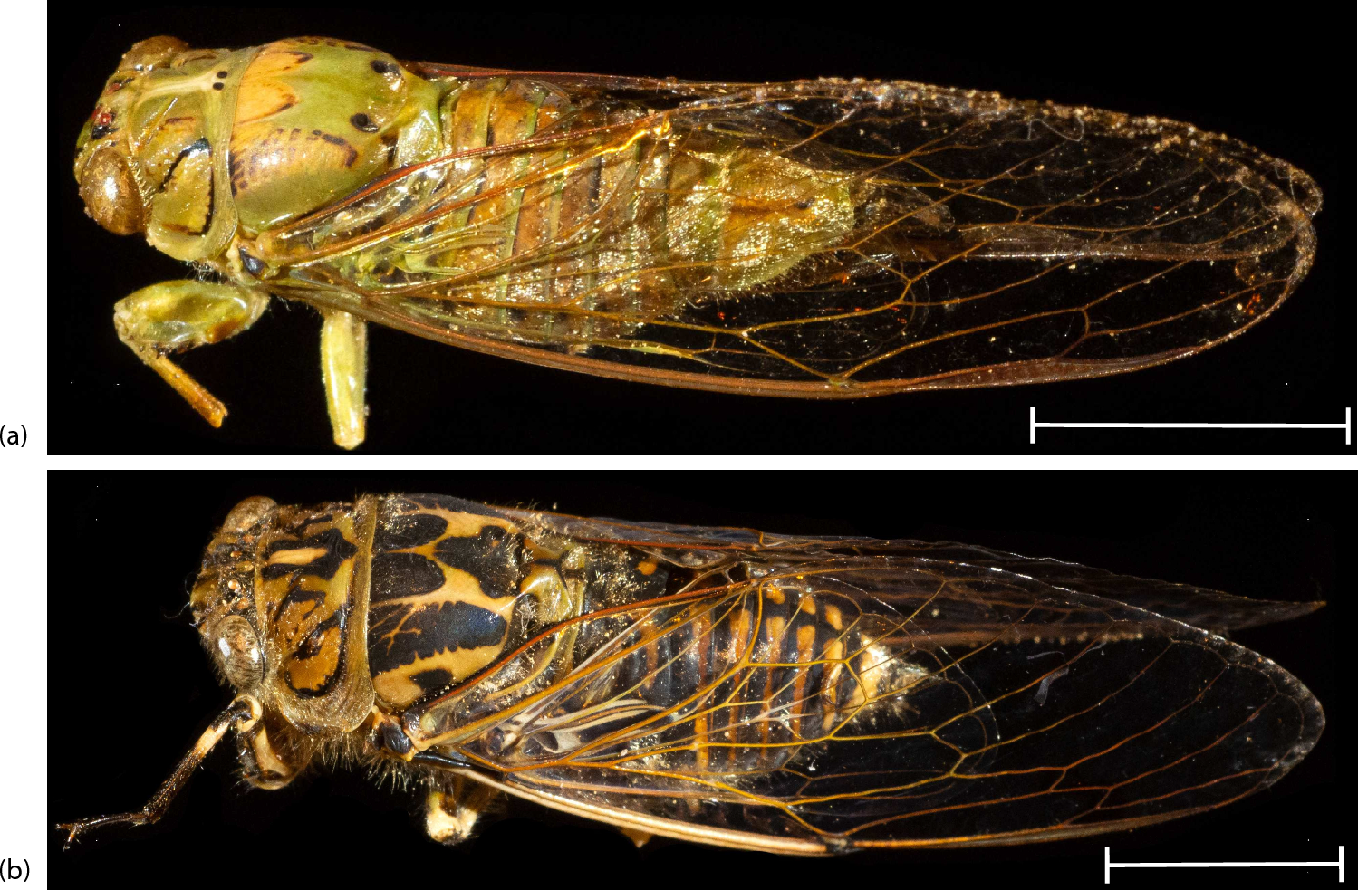Verifying antibacterial properties of nanopillars on cicada wings