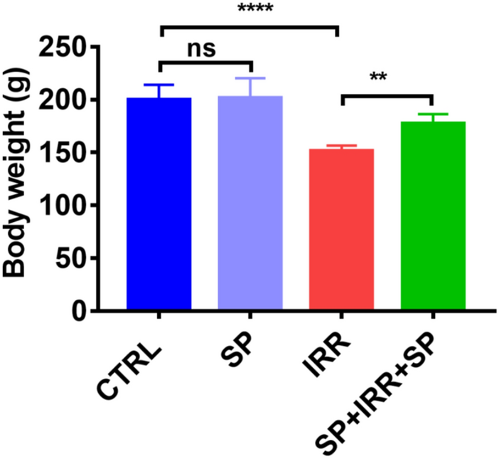 Spirulina Platensis Alleviates γ- Radiation-Induced Brain Damage by Attenuating Oxidative Stress and Increasing Brain-Derived Neurotrophic Factor (BDNF) Levels in Male Albino Rats