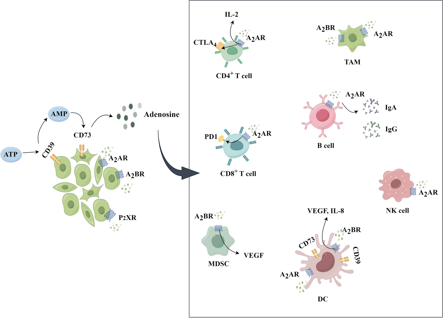 Purinergic pathways and their clinical use in the treatment of acute myeloid leukemia