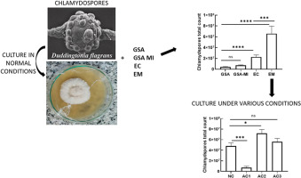 Enhancing chlamydospore production in Duddingtonia flagrans on solid substrate: The impact of mannitol and varied cultivation conditions