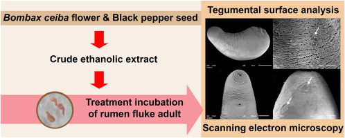 Tegumental surface change in Paramphistomum epiclitum caused by Bombax ceiba flowers and black pepper seed extract