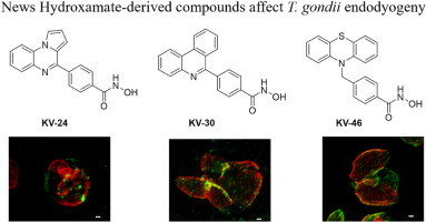 Potent hydroxamate-derived compounds arrest endodyogeny of Toxoplasma gondii tachyzoites
