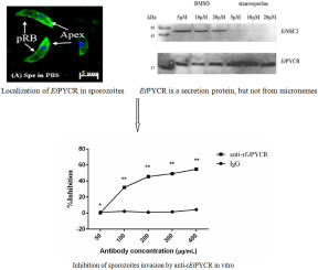 Eimeria tenella pyrroline -5-carboxylate reductase is a secreted protein and involved in host cell invasion