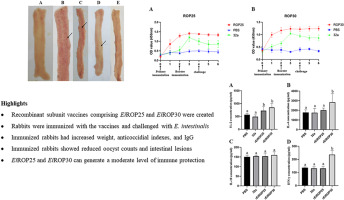 Evaluation of the immunoprotective effect of the recombinant Eimeria intestinalis rhoptry protein 25 and rhoptry protein 30 on New Zealand rabbits