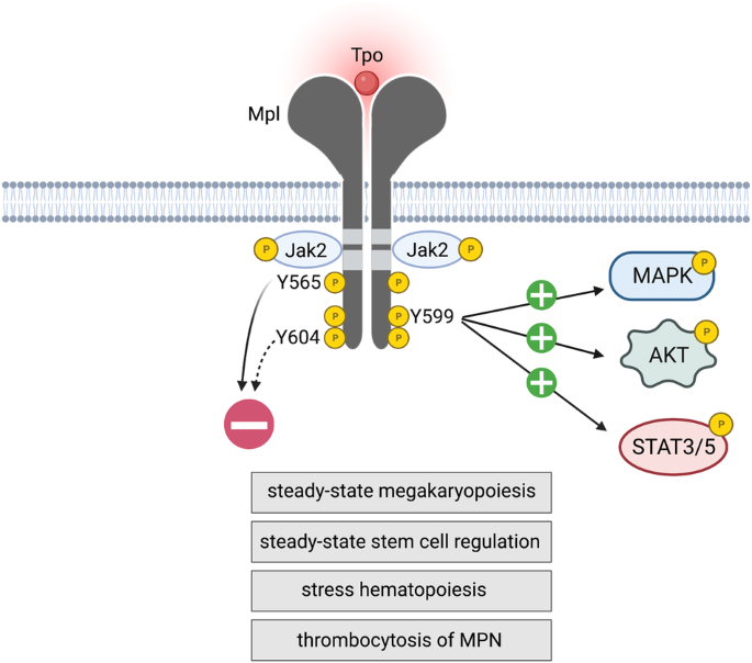 Differential in vivo roles of Mpl cytoplasmic tyrosine residues in murine hematopoiesis and myeloproliferative disease