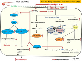 Characterization of palmitic acid toxicity induced insulin resistance in HepG2 cells.