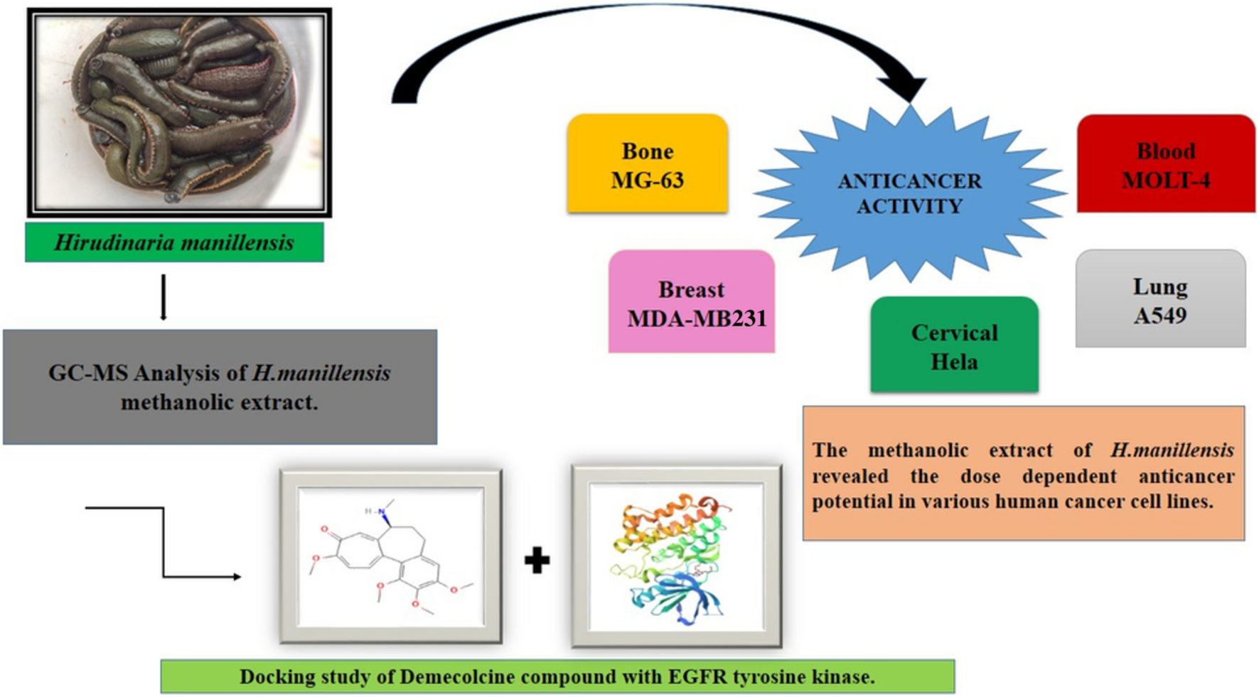In vitro anticancer activity of Hirudinaria manillensis methanolic extract and its validation using in silico molecular docking approach