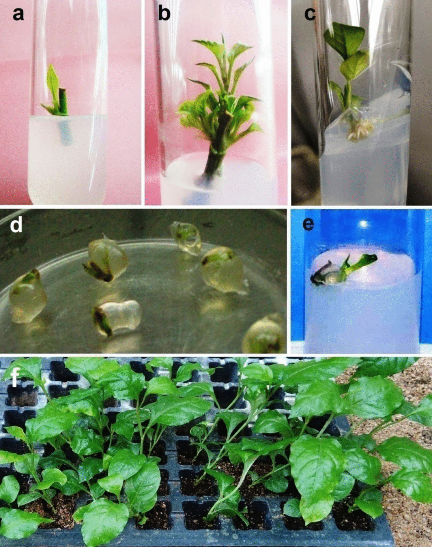 Low-temperature storage in dark condition improved the in vitro regeneration of Plumbago zeylanica synthetic seeds: a medicinally valuable species