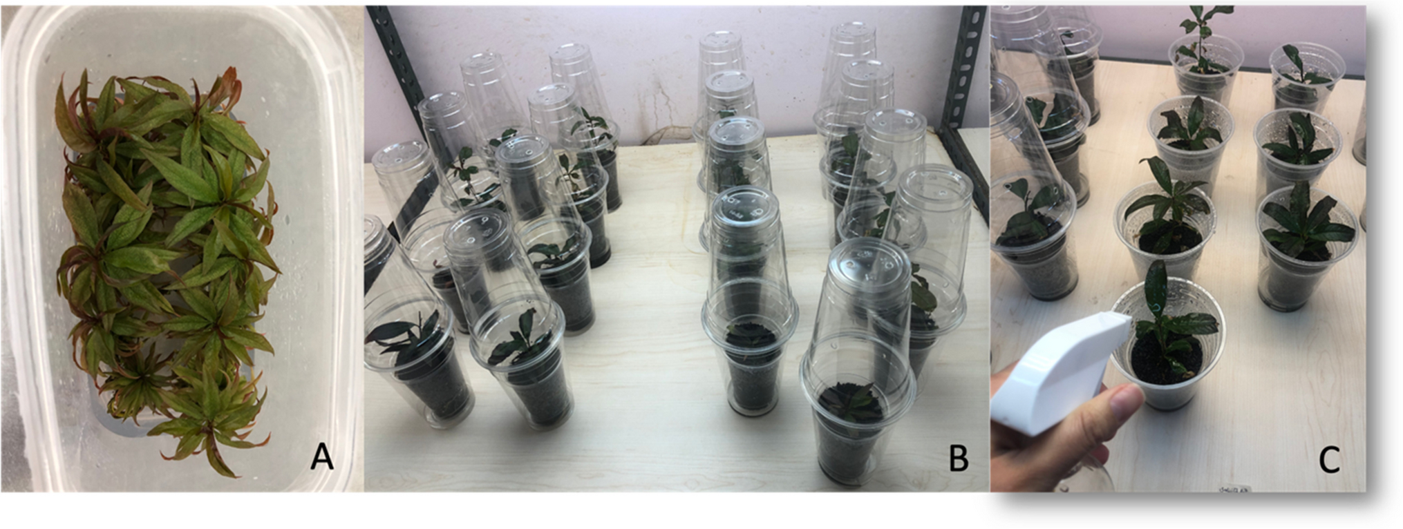 Effects of different healing agents on acclimatization success of in vitro rooted Garnem (Prunus dulcis × Prunus persica) rootstock