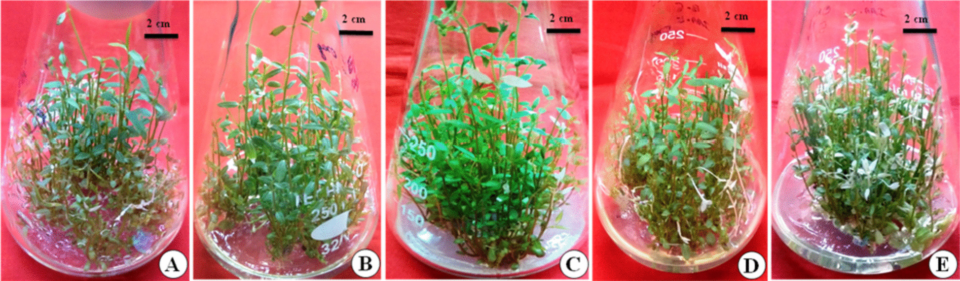 Silver nitrate mediated improvement in micropropagation and amelioration of micro-morpho-anatomical structures in Oxystelma esculentum (L.f.) Sm.