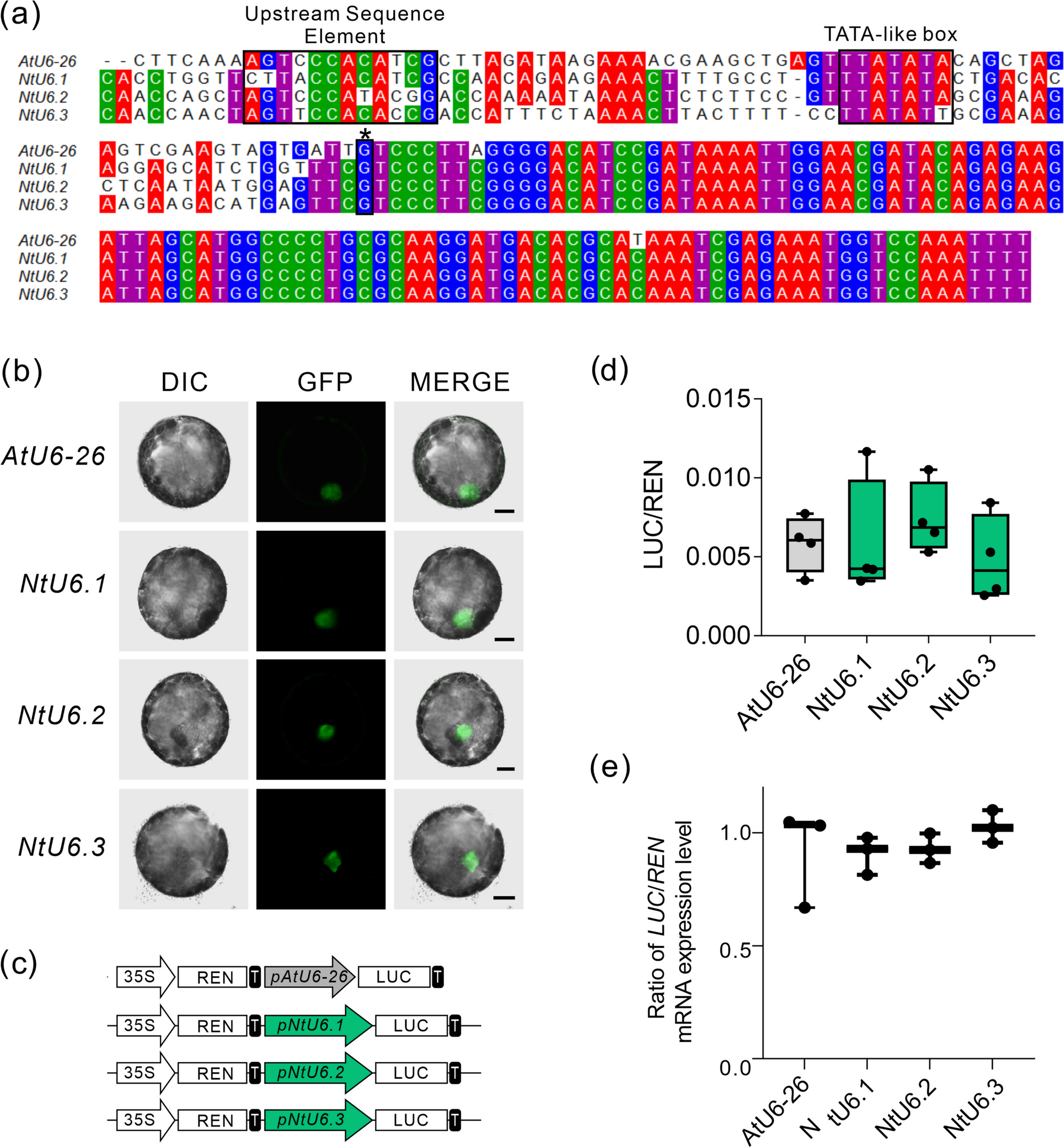 Validation of endogenous U6 promoters for expanding the CRISPR toolbox in Nicotiana tabacum