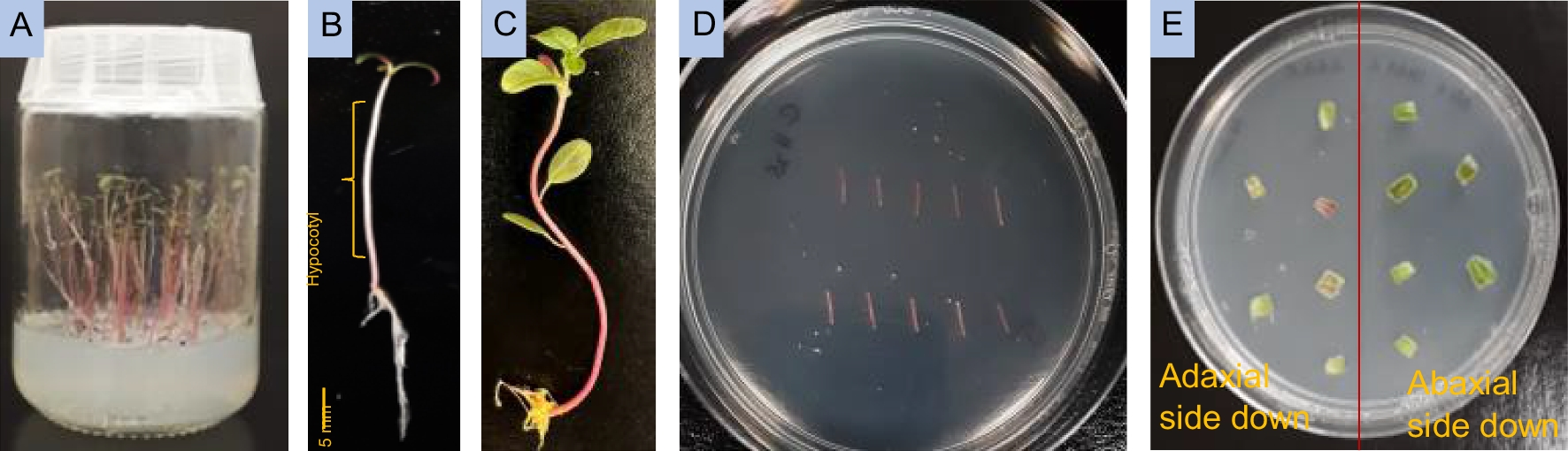 Establishment of first protocol of hypocotyl-based regeneration and callus transformation in waterhemp (Amaranthus tuberculatus)
