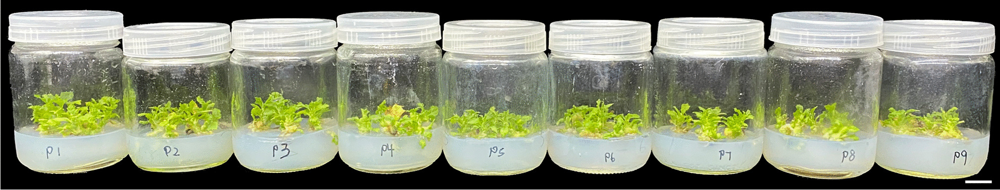 In vitro micropropagation of a novel non-flowering radiation mutant of Platanus × acerifolia Willd.