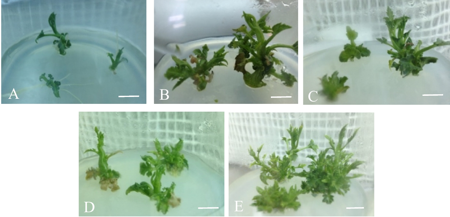 Synseed germination, conversion, and acclimatization of seedless watermelon ‘Quality’