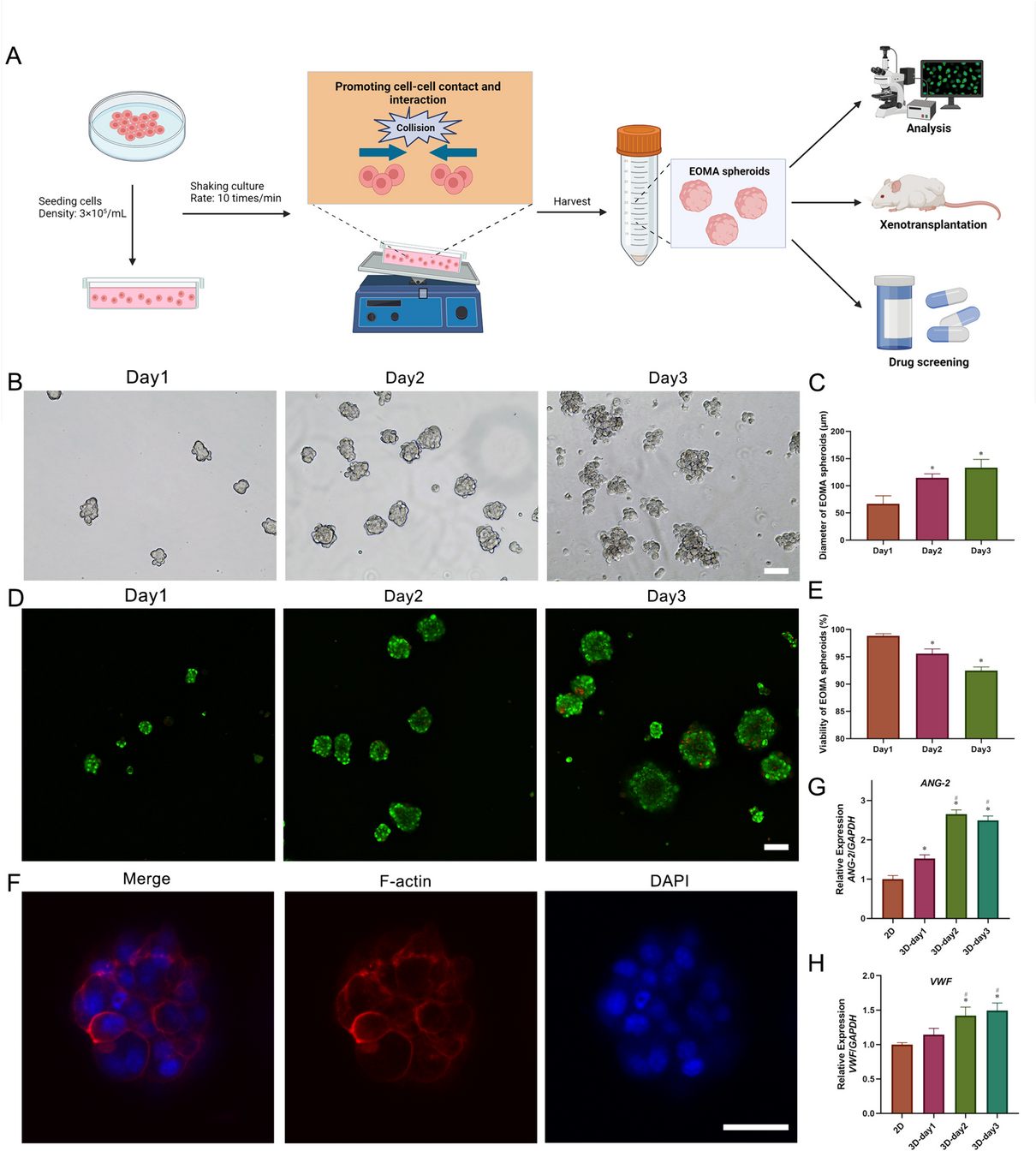 Construction and applications of the EOMA spheroid model of Kaposiform hemangioendothelioma