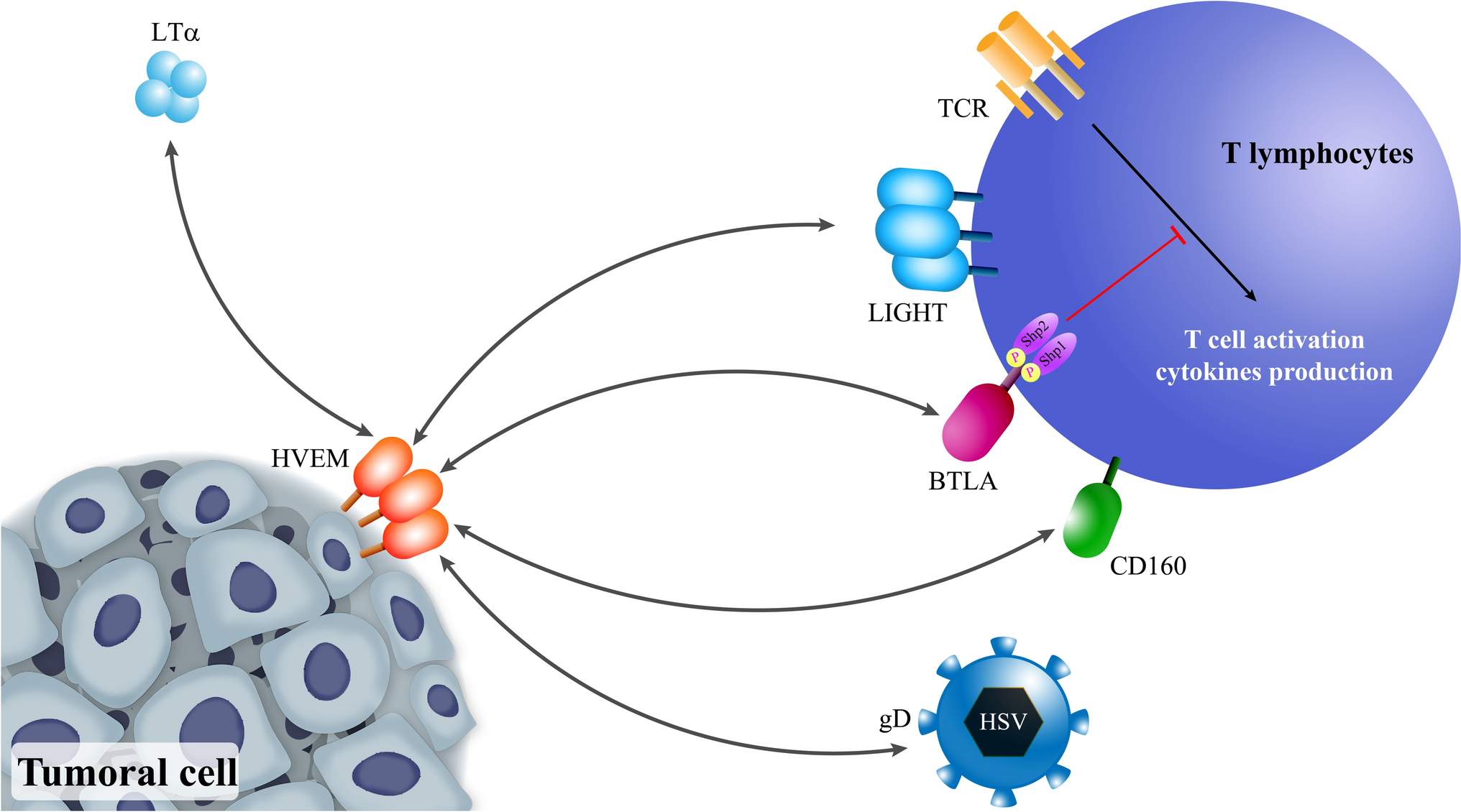 The role of the BTLA–HVEM complex in the pathogenesis of breast cancer