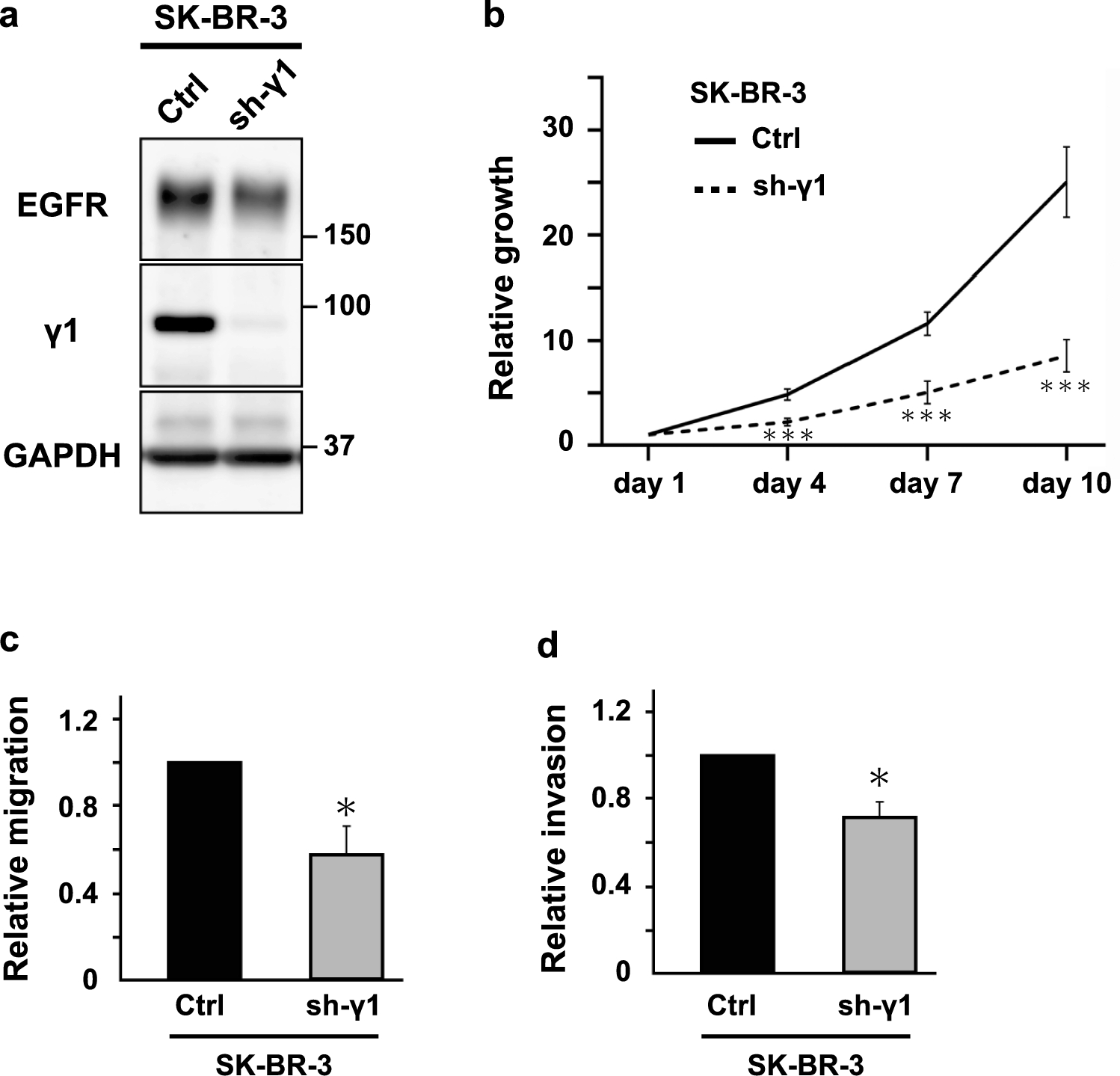 Endosomal protein expression of γ1-adaptin is associated with tumor growth activity and relapse-free survival in breast cancer