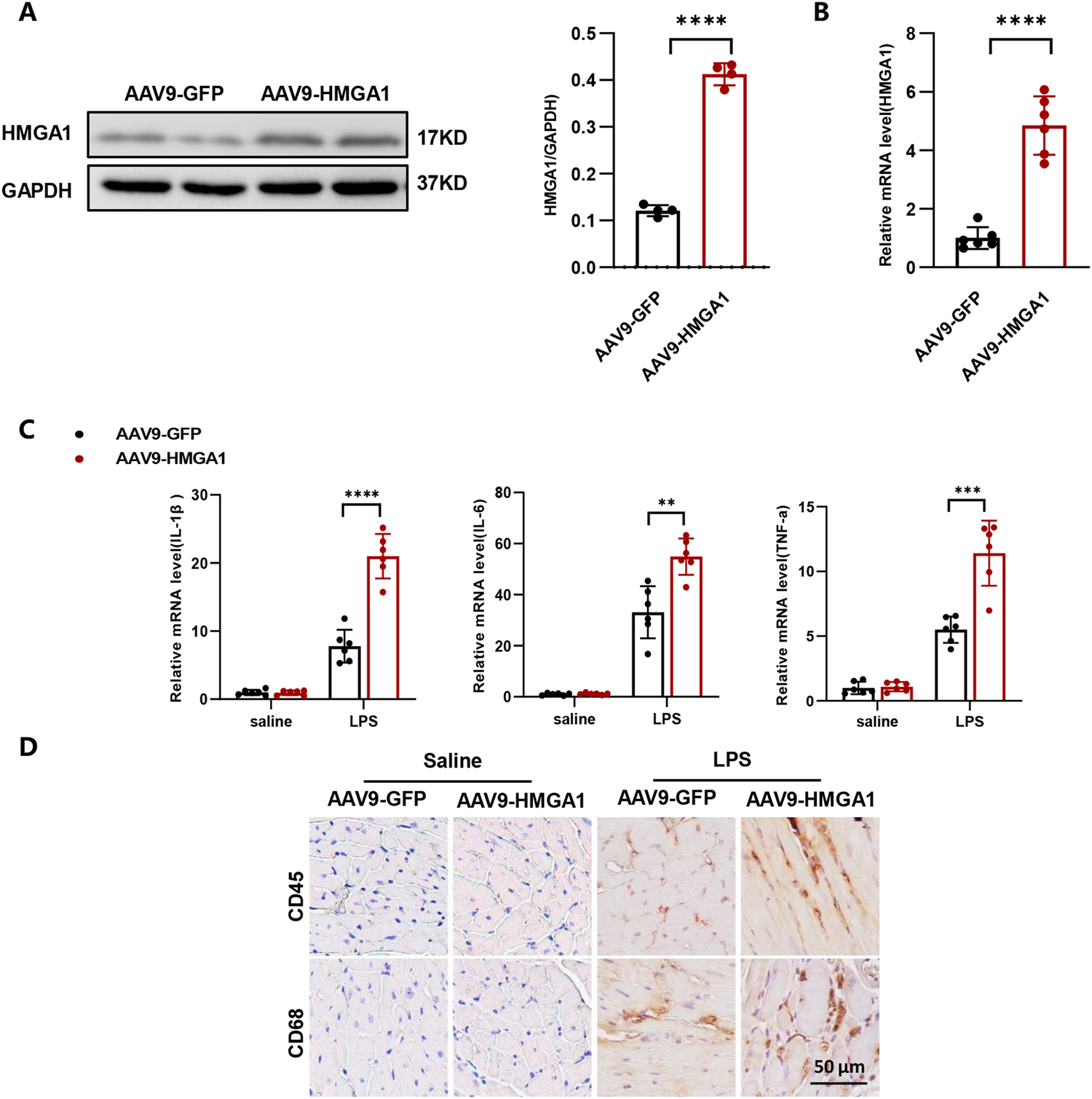 HMGA1 regulates the mitochondrial apoptosis pathway in sepsis-induced cardiomyopathy