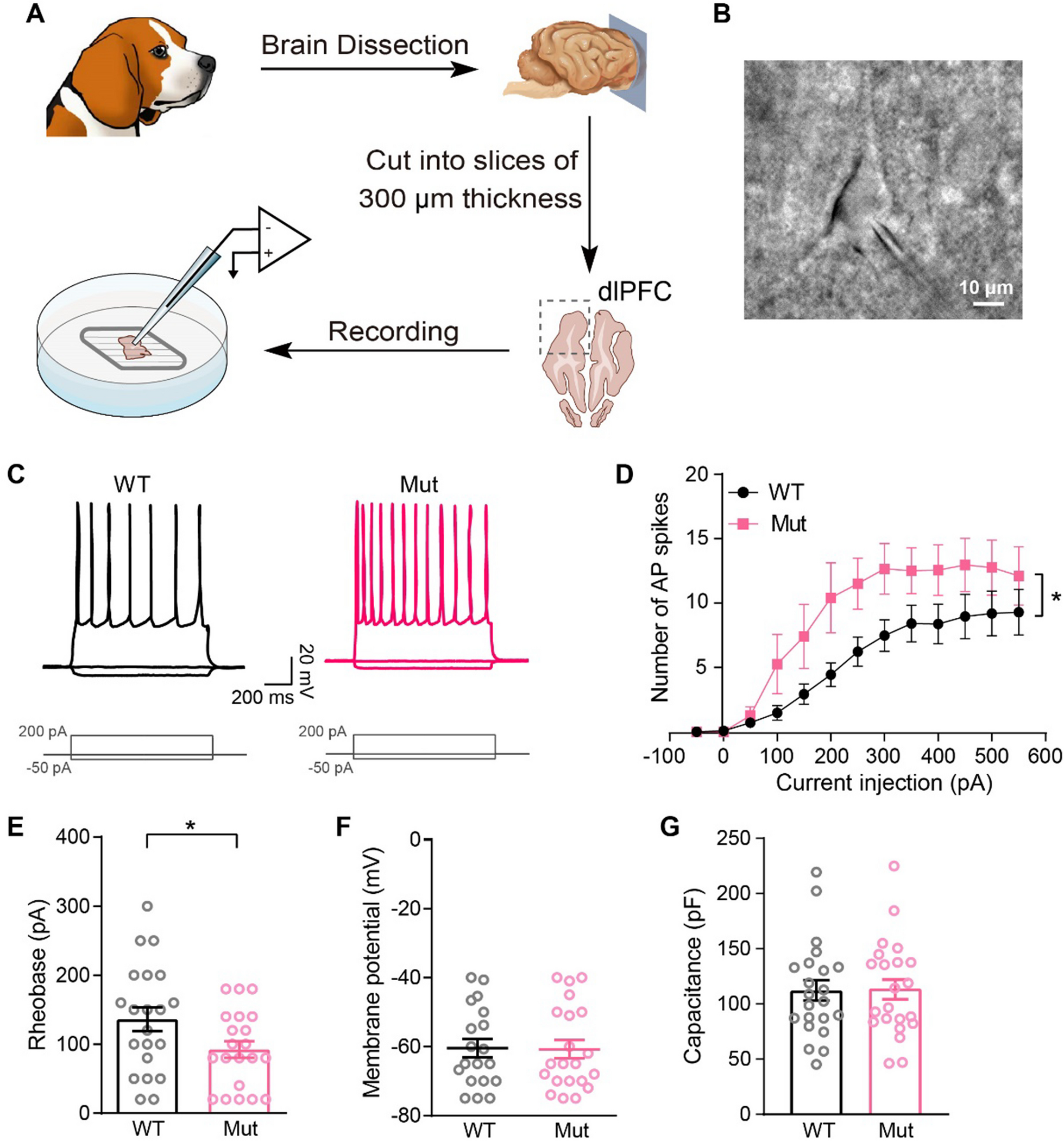 Impaired synaptic function and hyperexcitability of the pyramidal neurons in the prefrontal cortex of autism-associated Shank3 mutant dogs