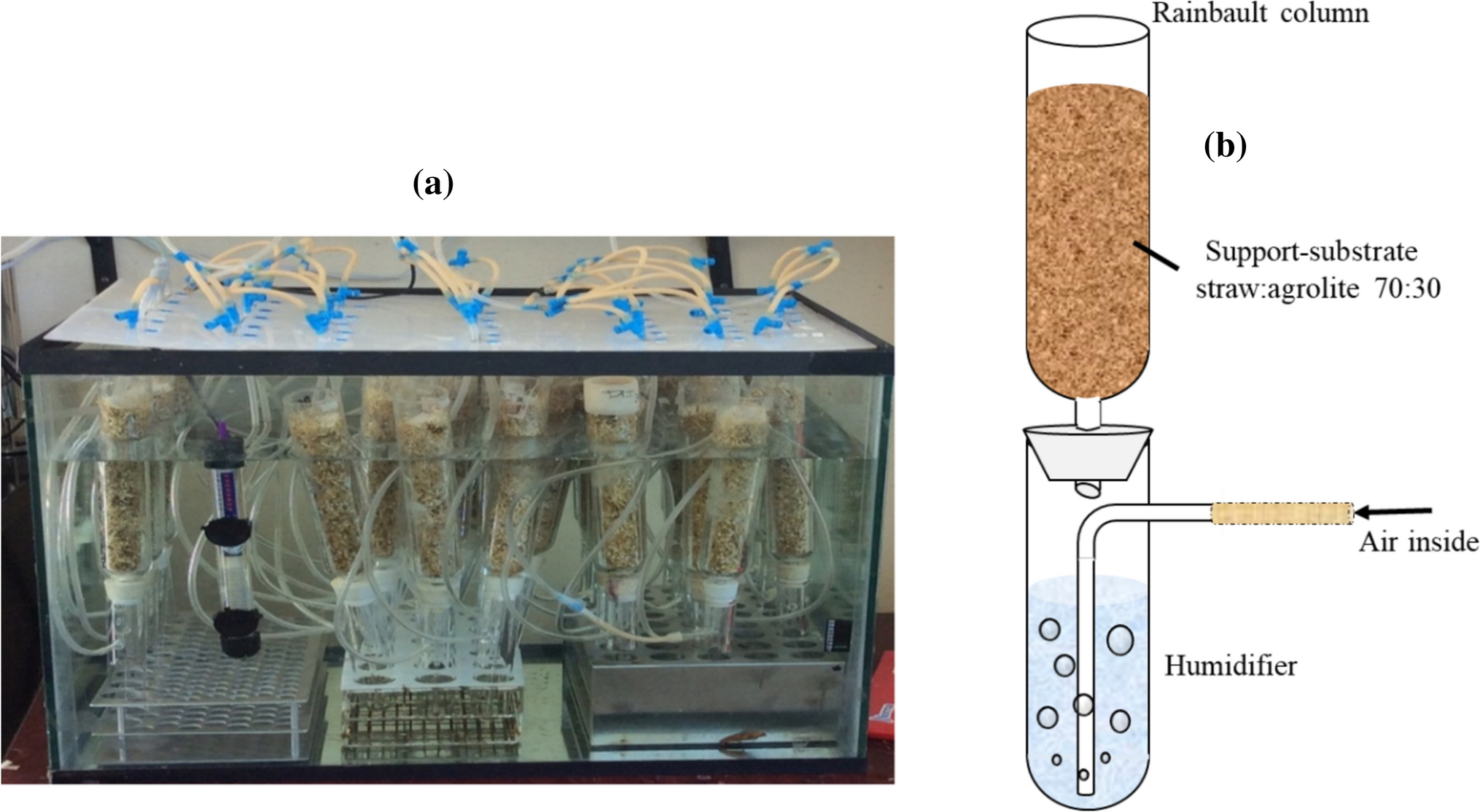 Performance evaluation of Trichoderma reseei in tolerance and biodegradation of diuron herbicide in agar plate, liquid culture and solid-state fermentation