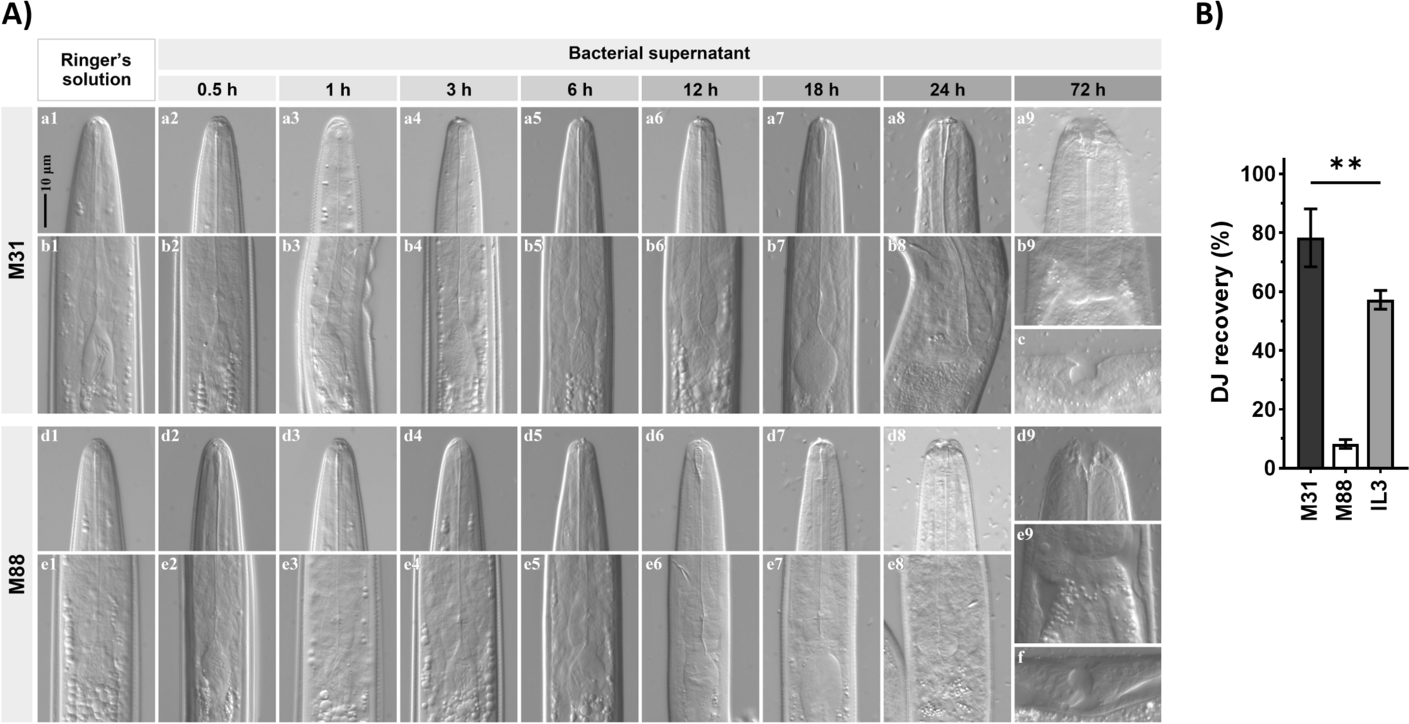 Dauer juvenile recovery transcriptome of two contrasting EMS mutants of the entomopathogenic nematode Heterorhabditis bacteriophora