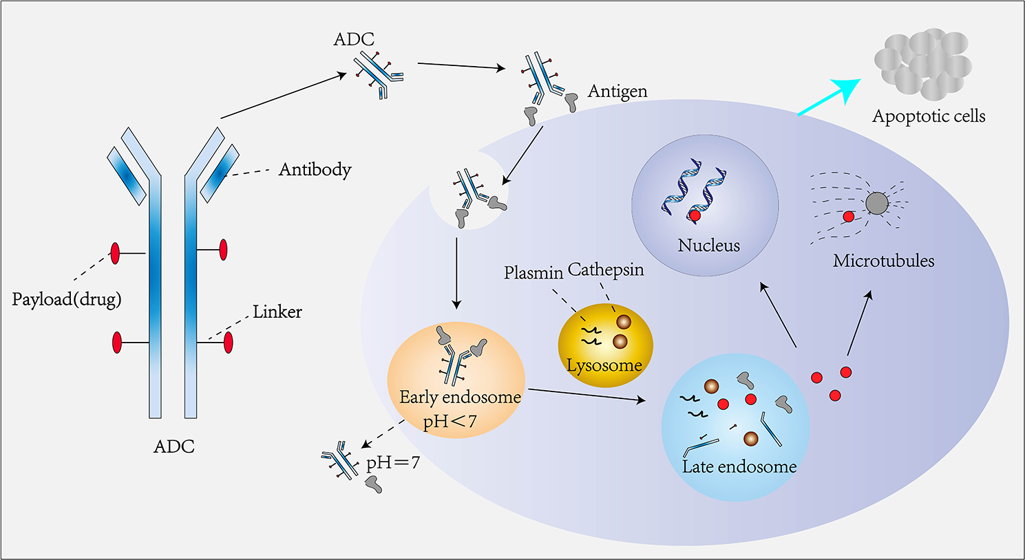 A review of the clinical efficacy of FDA-approved antibody‒drug conjugates in human cancers