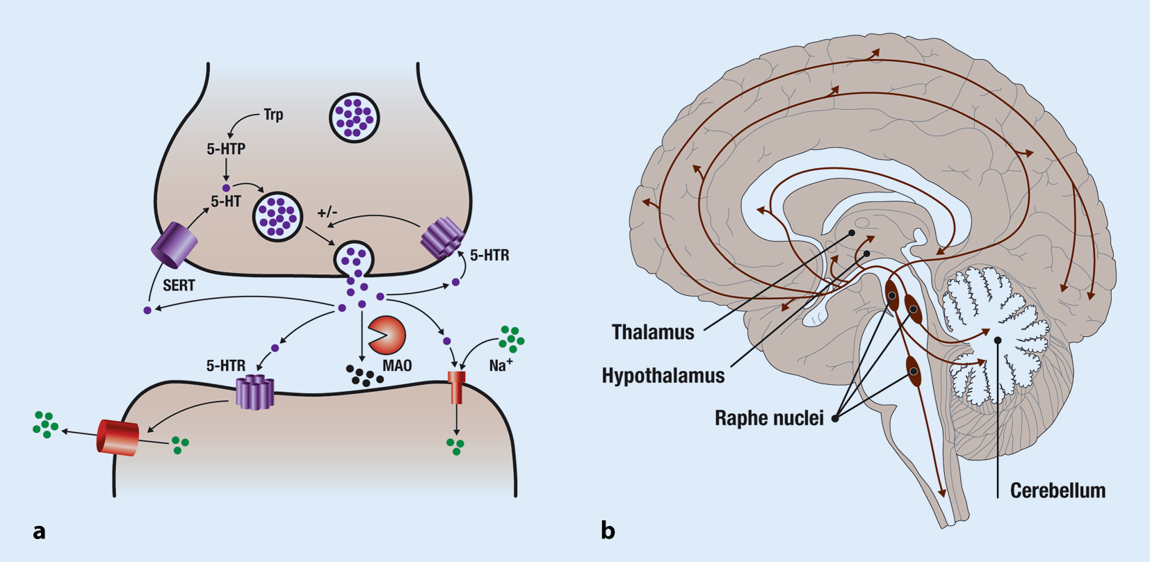 Fenfluramine in clinical practice: new therapy option for Dravet and Lennox–Gastaut syndromes