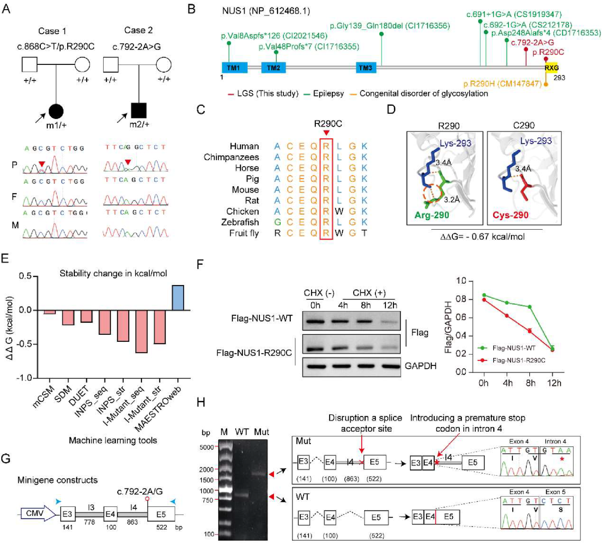 NUS1 Variants Cause Lennox-Gastaut Syndrome Related to Unfolded Protein Reaction Activation