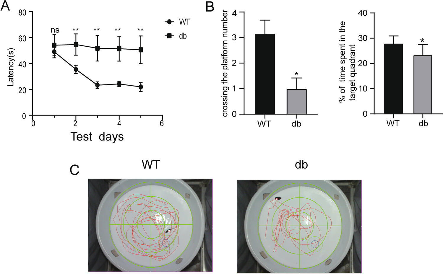 AQP4 Endocytosis-Lysosome Degradation Mediated by MMP-9/β-DG Involved in Diabetes Cognitive Impairment