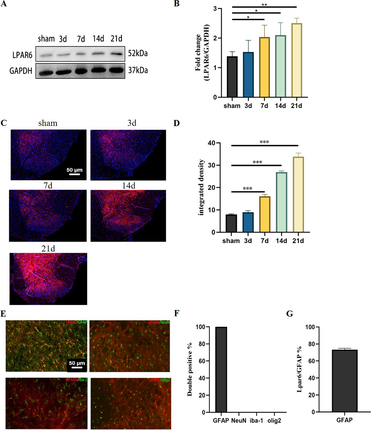 LPAR6 Participates in Neuropathic Pain by Mediating Astrocyte Cells via ROCK2/NF-κB Signal Pathway