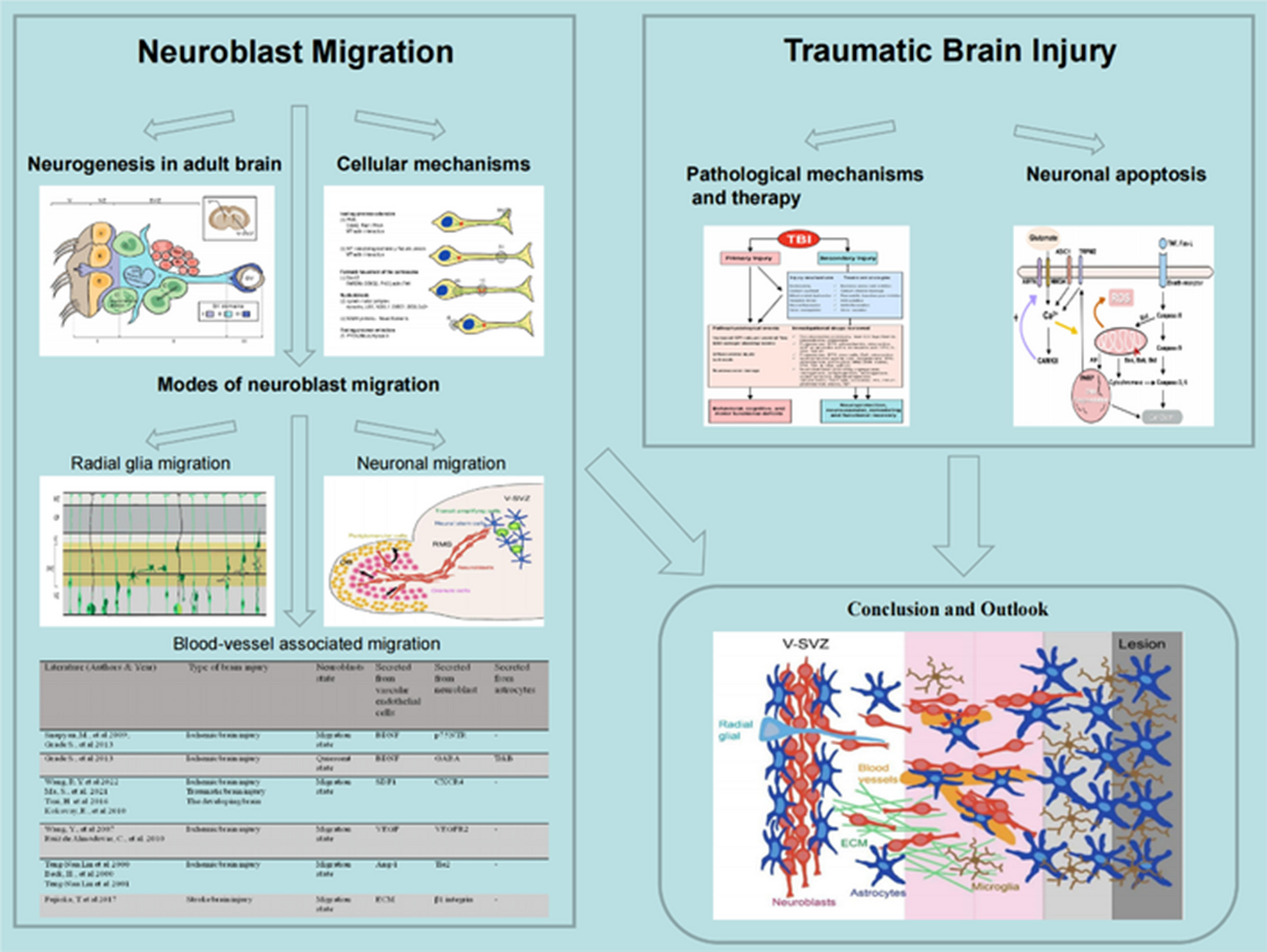 Research Advances in Neuroblast Migration in Traumatic Brain Injury