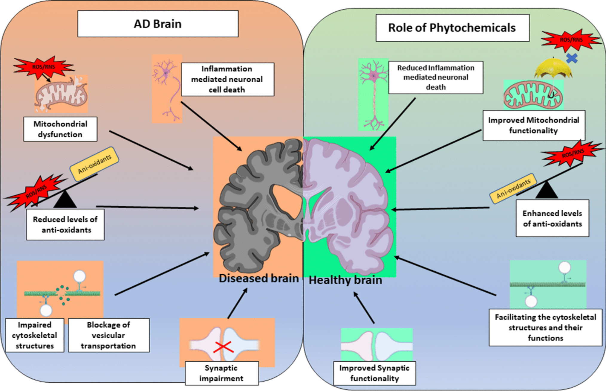 Role of Cytoskeletal Elements in Regulation of Synaptic Functions: Implications Toward Alzheimer’s Disease and Phytochemicals-Based Interventions