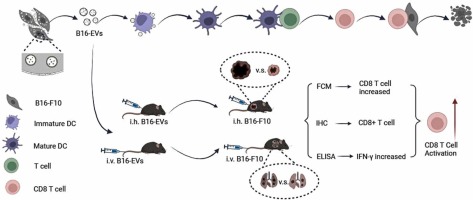 Melanoma extracellular vesicles inhibit tumor growth and metastasis by stimulating CD8 T cells