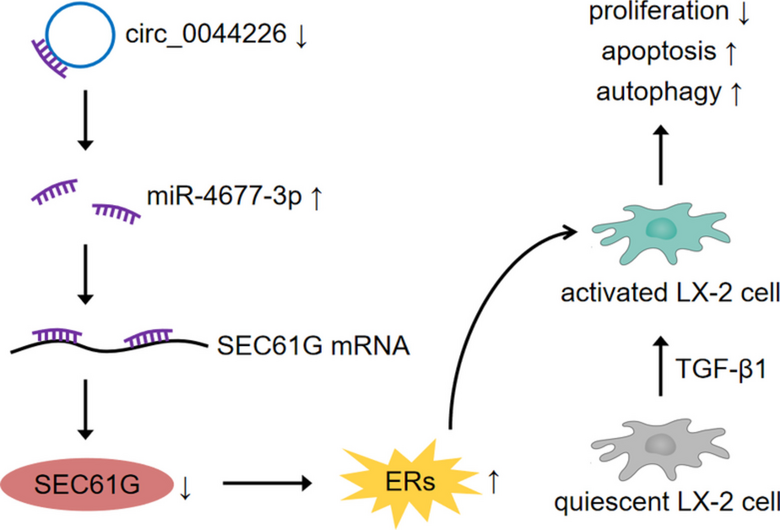 Knockdown of circ_0044226 promotes endoplasmic reticulum stress-mediated autophagy and apoptosis in hepatic stellate cells via miR-4677-3p/SEC61G axis