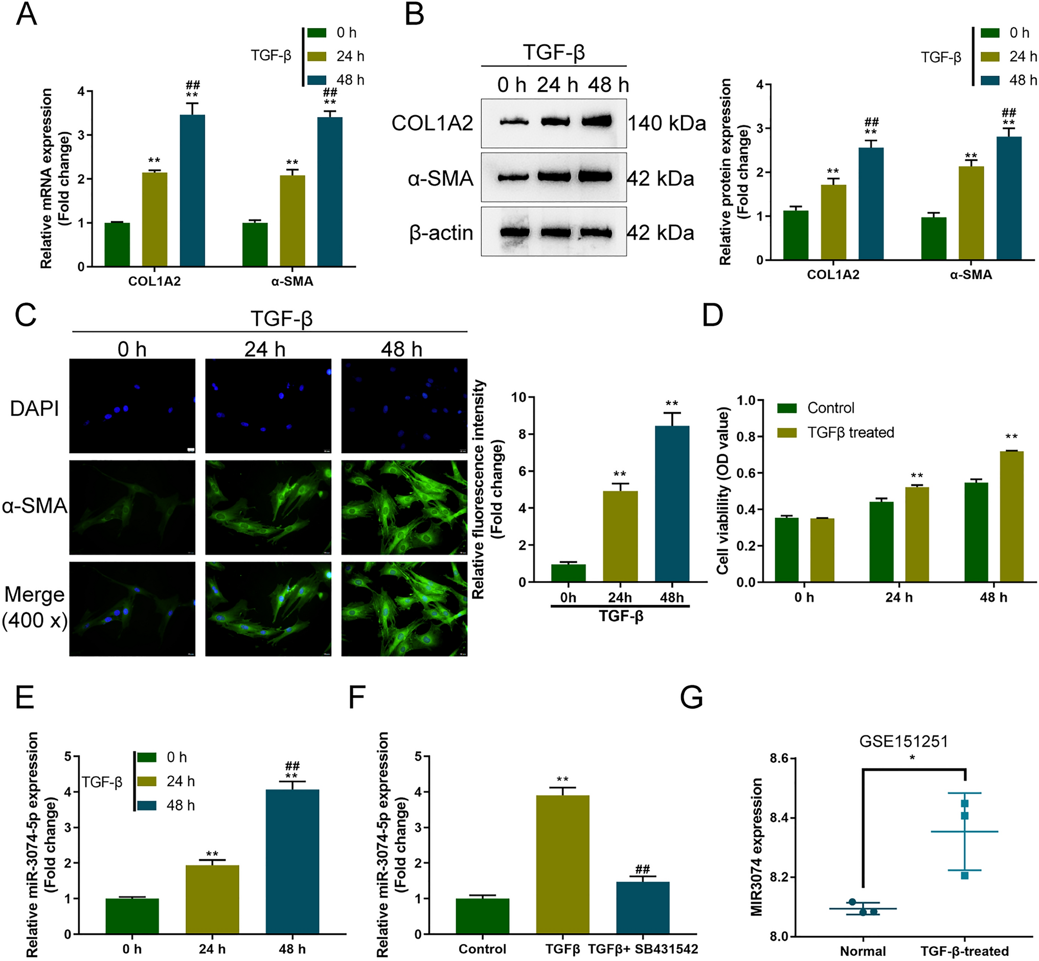 The miR-3074/BMP7 axis regulates TGF-β-caused activation of hepatic stellate cells in vitro and CCl4-caused murine liver fibrosis in vivo