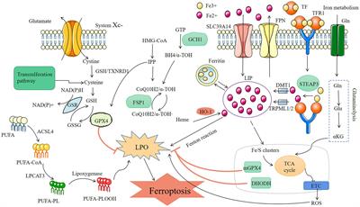 Mechanisms of ferroptosis in nonalcoholic fatty liver disease and therapeutic effects of traditional Chinese medicine: a review