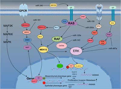 The underlying mechanism and targeted therapy strategy of miRNAs cross-regulating EMT process through multiple signaling pathways in hepatocellular carcinoma