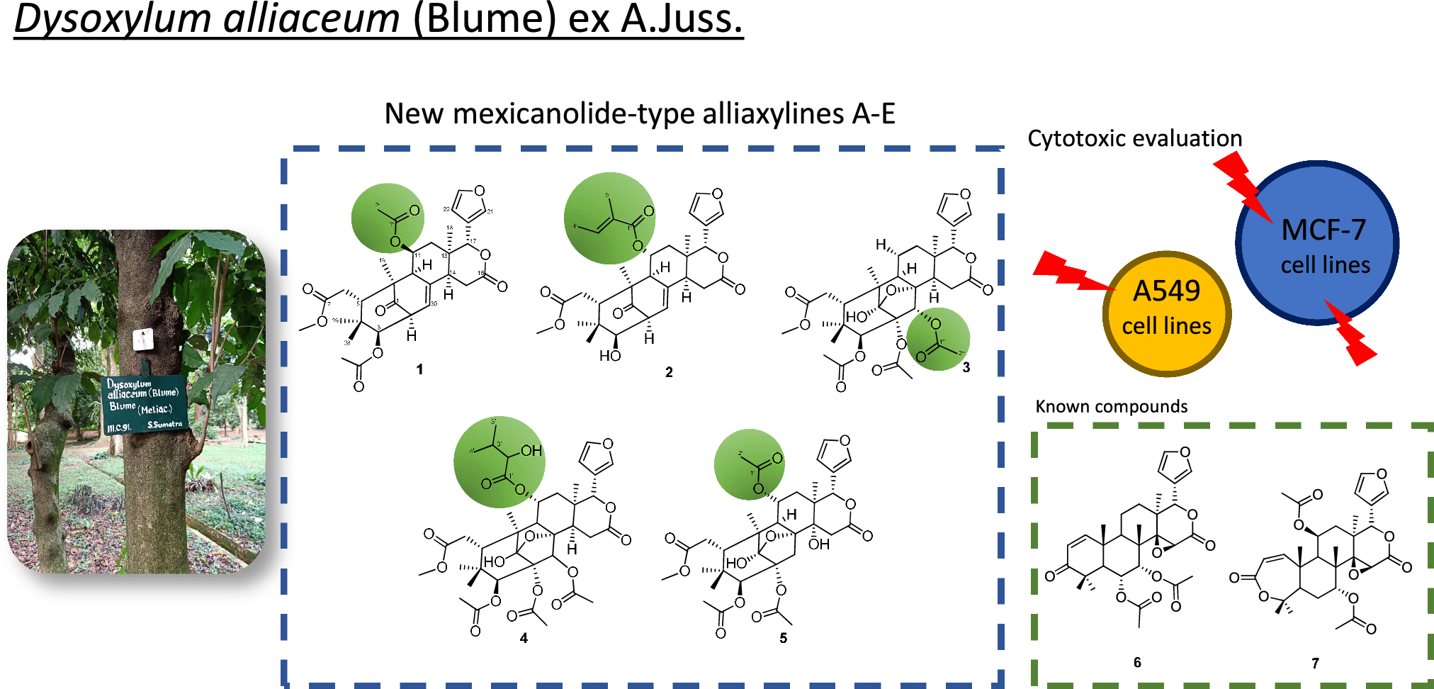 Alliaxylines A–E: five new mexicanolides from the stem barks of Dysoxylum alliaceum (Blume) Blume ex A.Juss