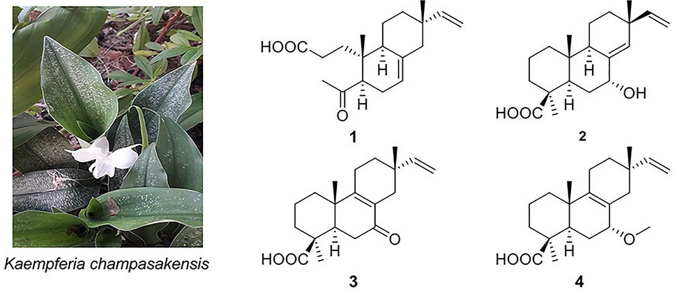 A new 3,4-seco-isopimarane and three new isopimarane diterpenoids from Kaempferia champasakensis collected from Vietnam and their cytotoxic activities