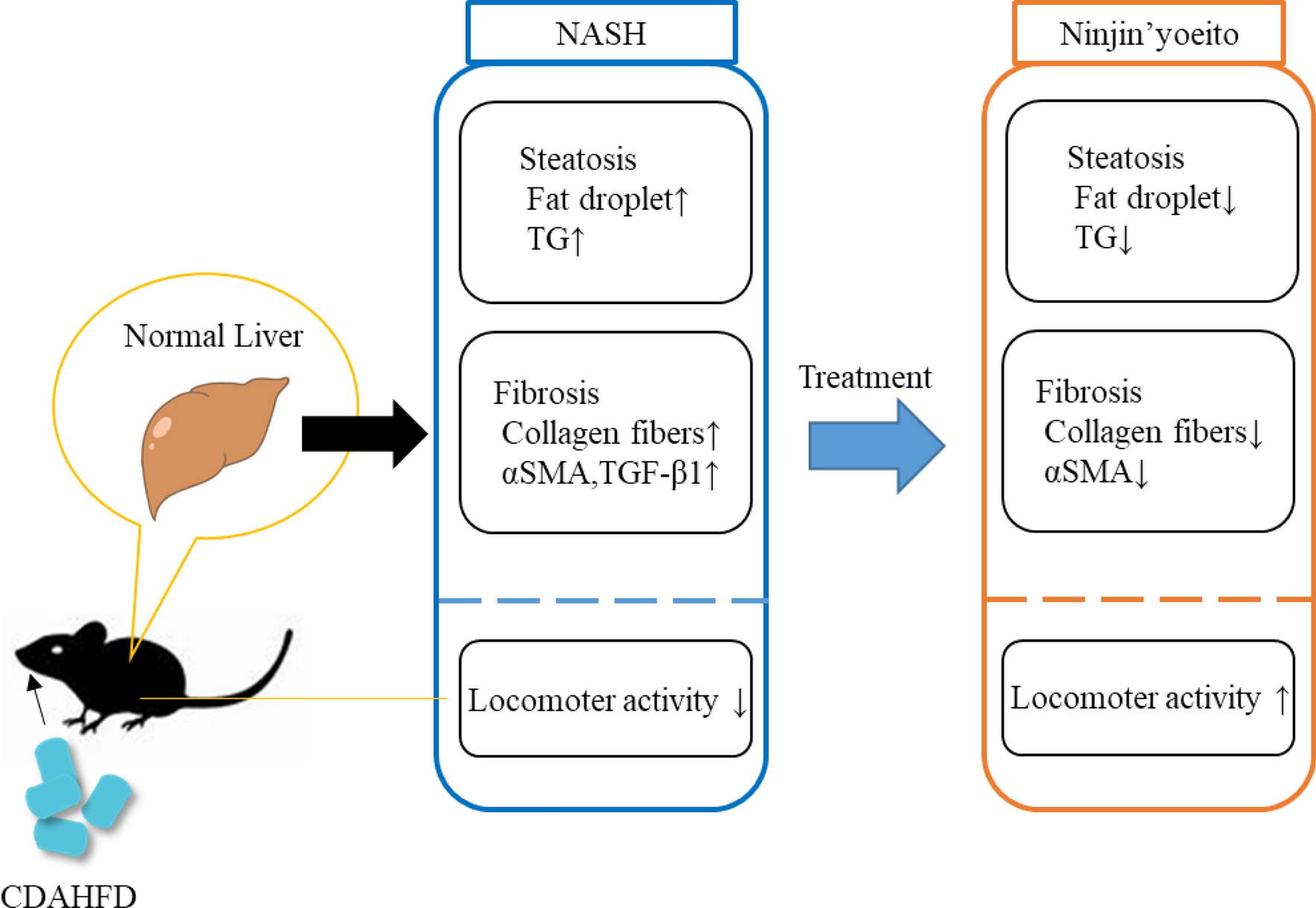 The protective effects of Ninjin’yoeito against liver steatosis/fibrosis in a non-alcoholic steatohepatitis model mouse