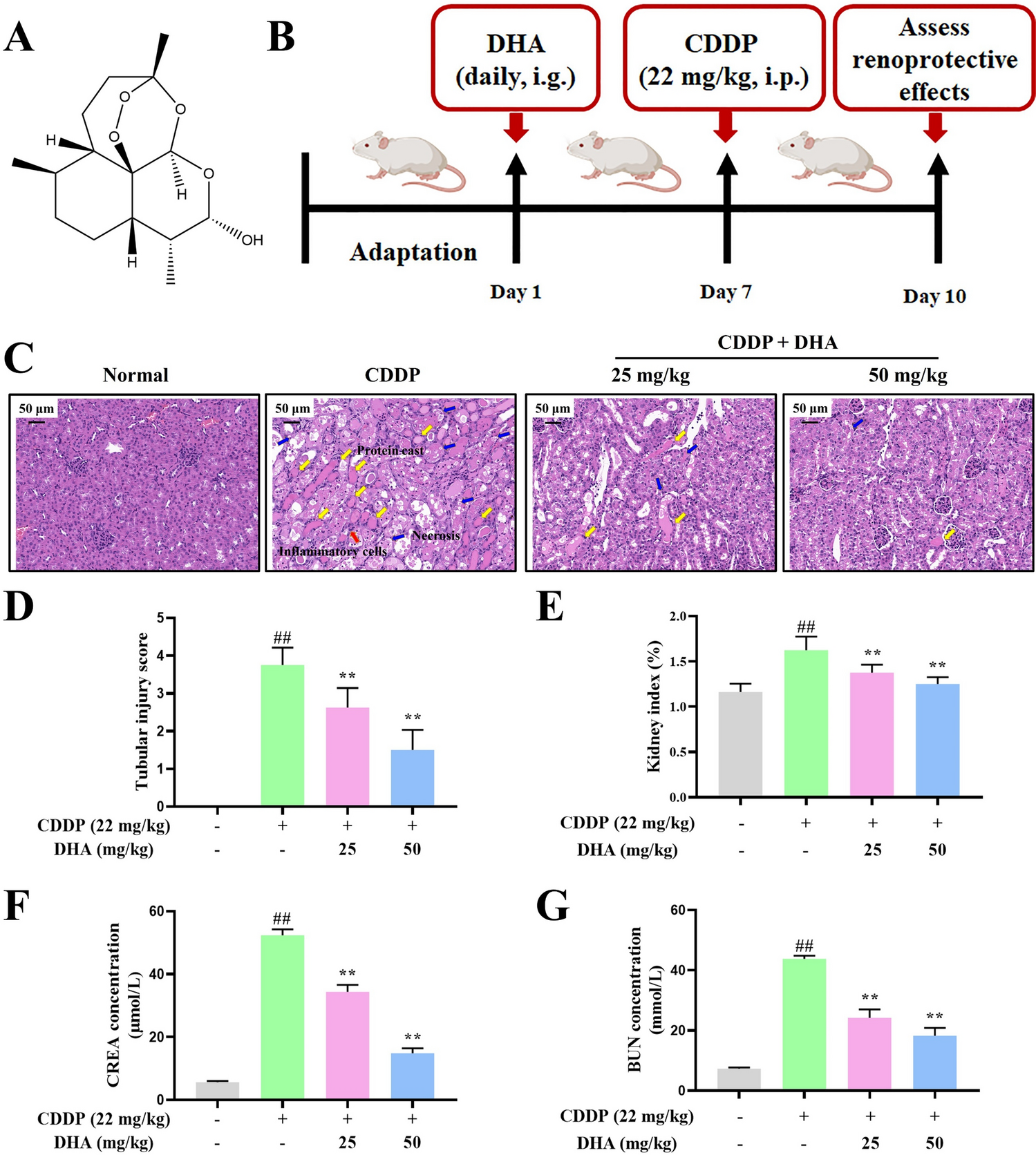 Dihydroartemisinin abolishes cisplatin-induced nephrotoxicity in vivo