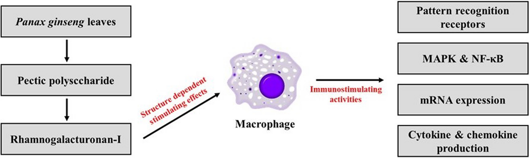 Identification of intracellular activation mechanism of rhamnogalacturonan-I type polysaccharide purified from Panax ginseng leaves in macrophages and roles of component sugar chains on activity