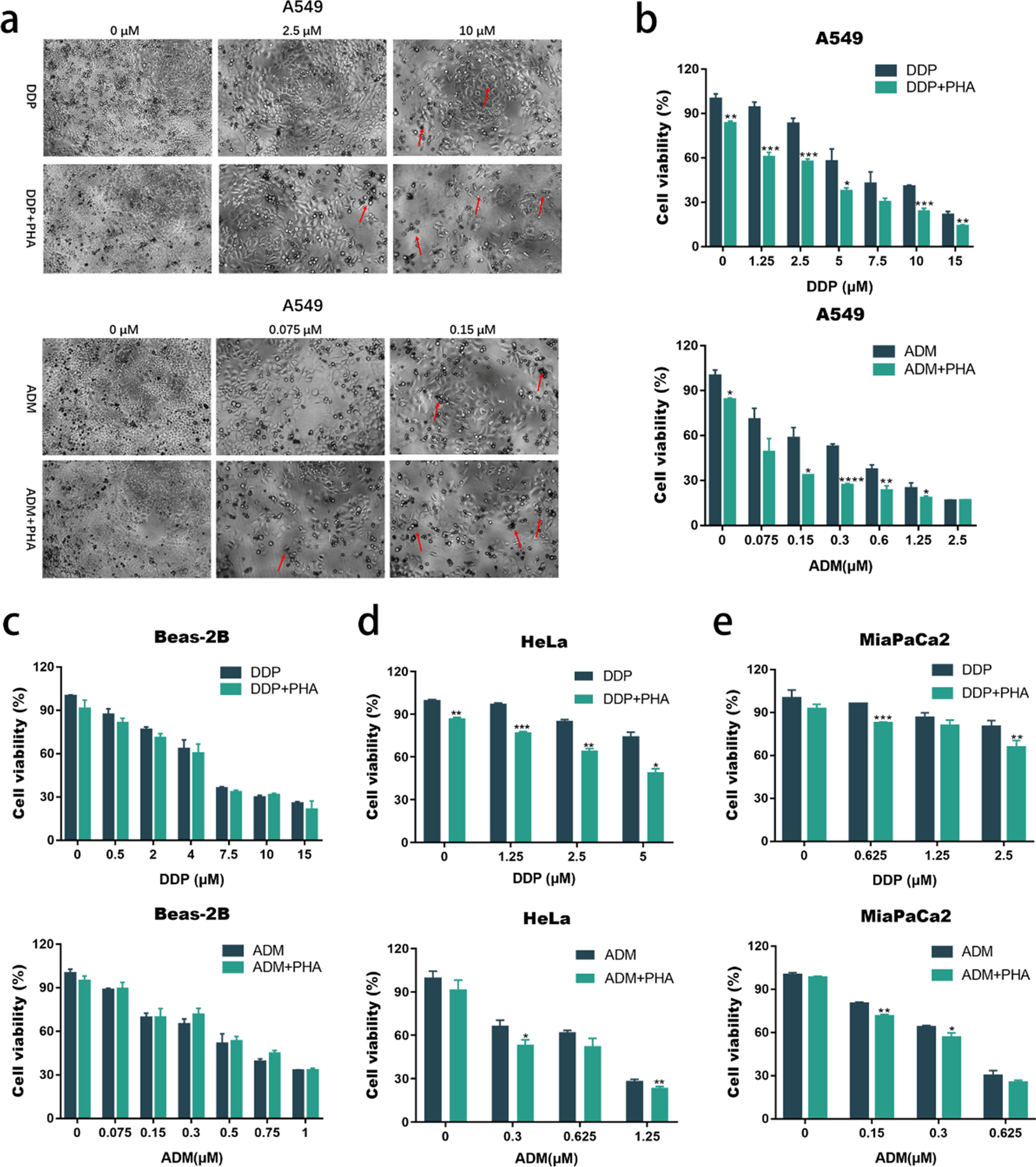 Phytohemagglutinin from Phaseolus vulgaris enhances the lung cancer cell chemotherapy sensitivity by changing cell membrane permeability