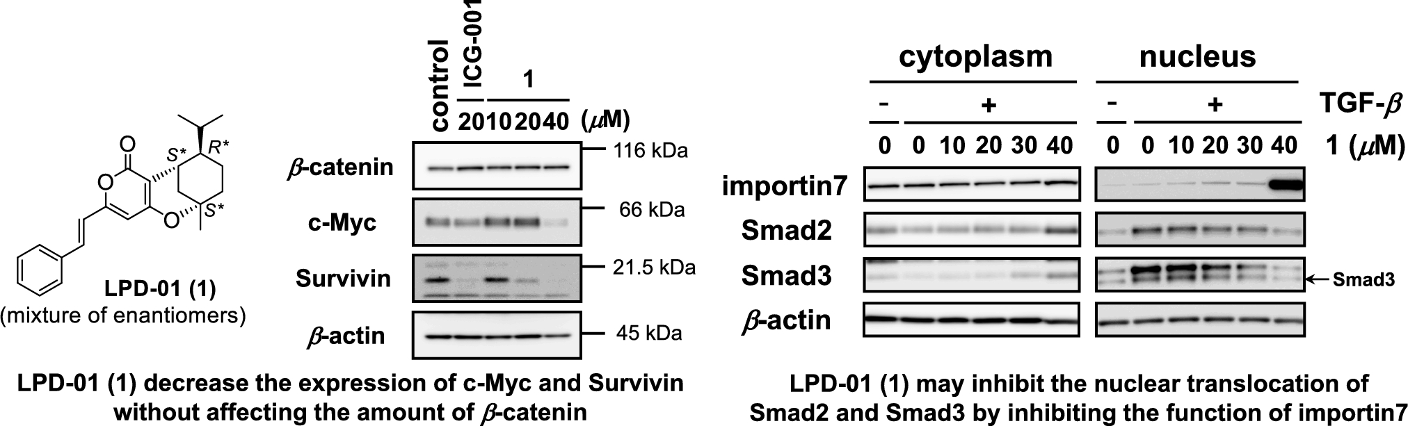 Linderapyrone analogue LPD-01 as a cancer treatment agent by targeting importin7