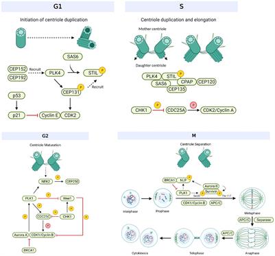 Centrosomes and associated proteins in pathogenesis and treatment of breast cancer