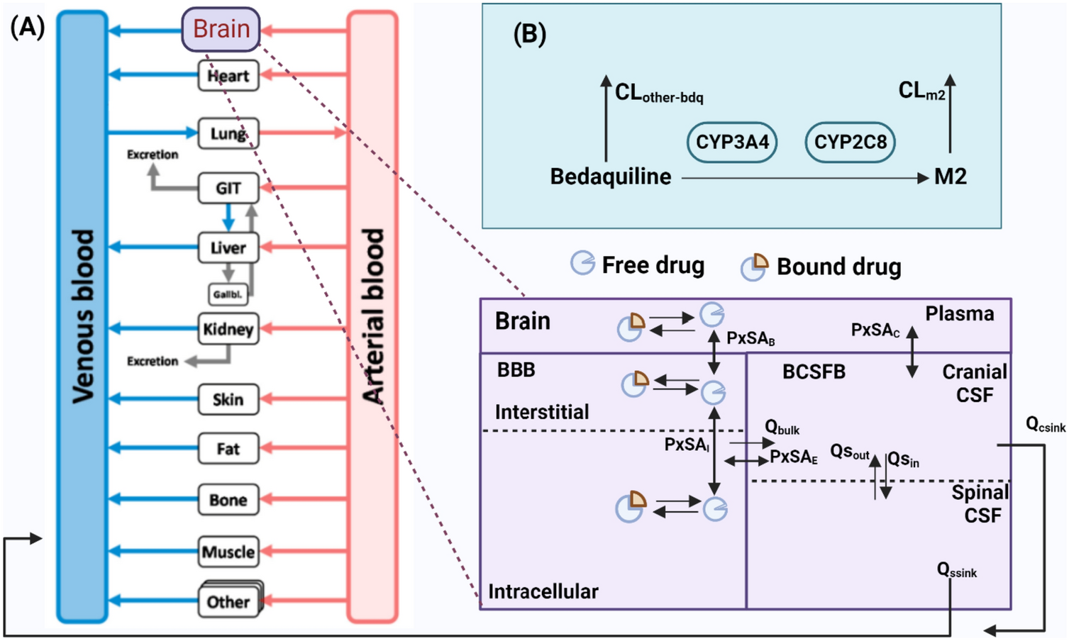 Predictions of Bedaquiline Central Nervous System Exposure in Patients with Tuberculosis Meningitis Using Physiologically based Pharmacokinetic Modeling