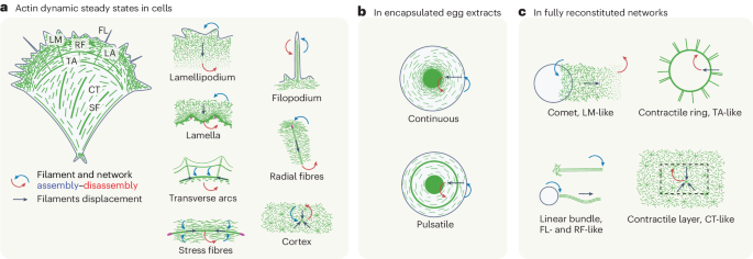 Reconstituting the dynamic steady states of actin networks in vitro