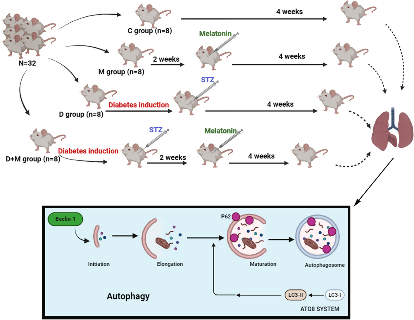 Melatonin reduces lung injury in type 1 diabetic mice by the modulation of autophagy
