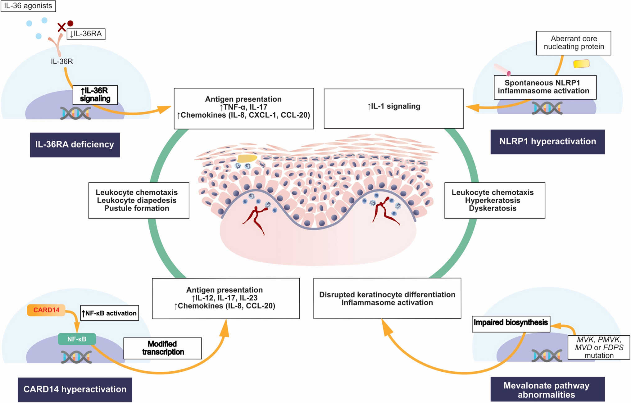 Autoinflammatory Keratinization Diseases—The Concept, Pathophysiology, and Clinical Implications